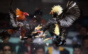 Hướng Dẫn Chơi Đá Gà GA28 Tại W88: Thông Tin Chi Tiết Nhất